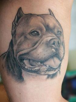 Bull Dog Face Tattoo