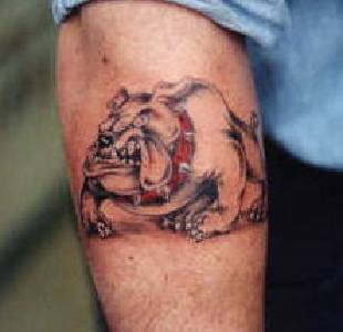 Scary Bull Dog Tattoo on Arm