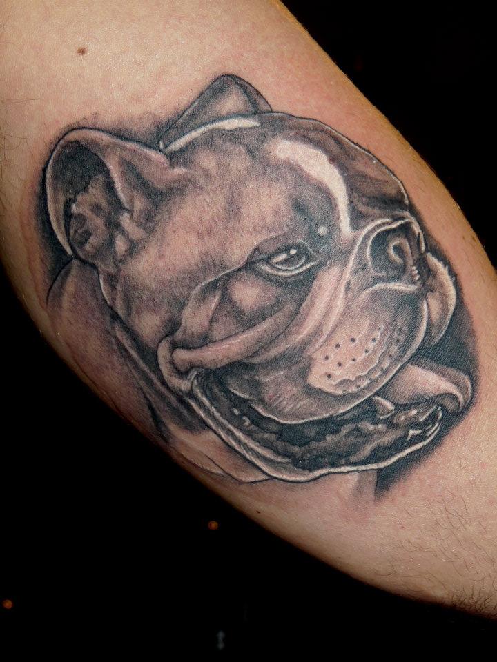 Sweet Bulldog Tattoo On Arm